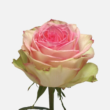 Roses Esperance EXP